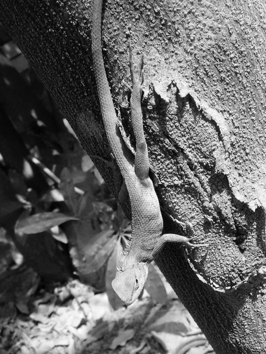 OnAyush's tweet photo. @ramdasspai @Ajeesh021997 Always been a nature lover. Always will be.
#BeyondColours #YourShotWithAR 🤞🏼🤞🏼
Shot with Motorola G
#contestalert 
@pksnic @devangeenee @Gauravkumar_09 follow them and play https://t.co/ZigMMuYUSe