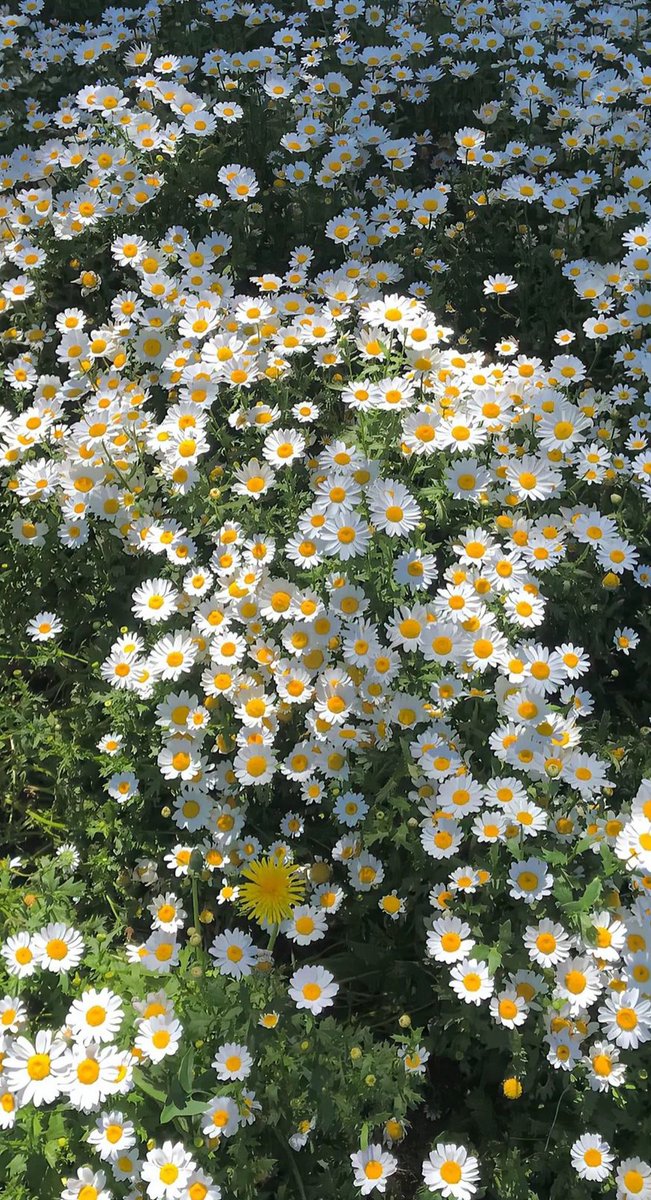 bean_tee's tweet image. 家族でボードゲーム、久しぶりに家族全員で夢中になった 🥵