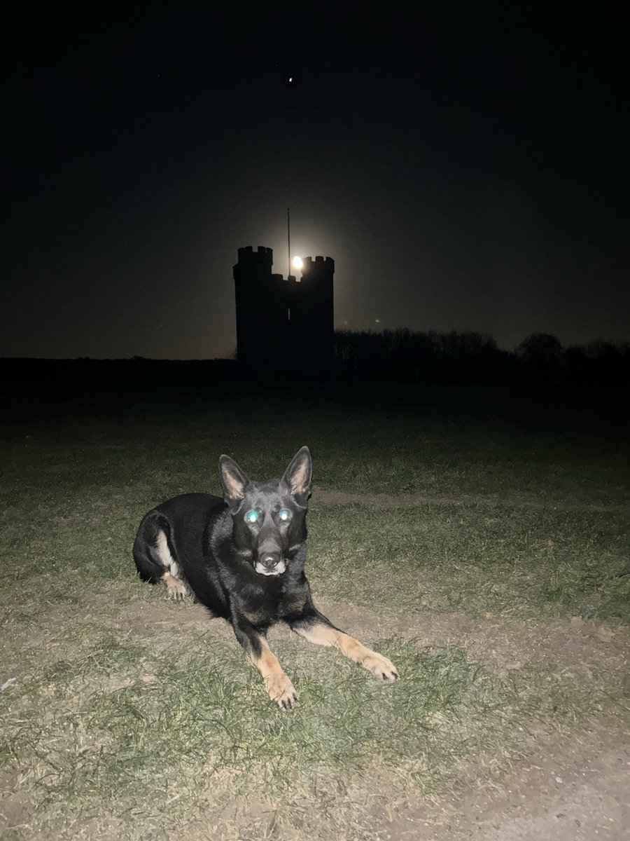 Surrey & Sussex Dogs tweet media