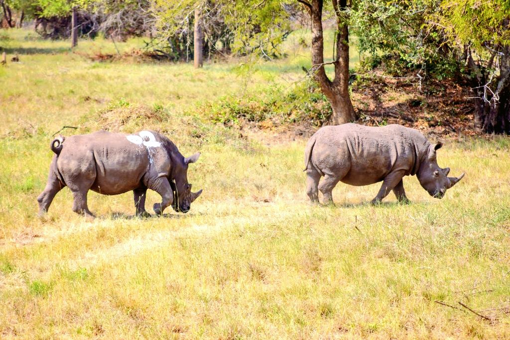 NPmElite's tweet photo. Big news for wildlife lovers! Rhinos are returning to Ajai Wildlife ReserveโUganda's conservation story just got even stronger ๐ฆ๏ฟฝ๏ฟฝ๏ฟฝ Ready to witness rhinos, gorillas, and more on an elite safari? Let's make 2026 unforgettable. #RhinoConservation #ExploreUganda #NPmElite https://t.co/hqcGVySrxh