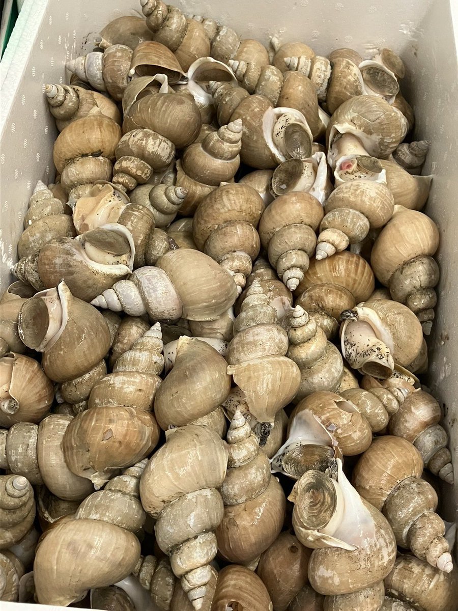 うまいもん君/金沢まいもん寿司グループ広報・PR担当 tweet media