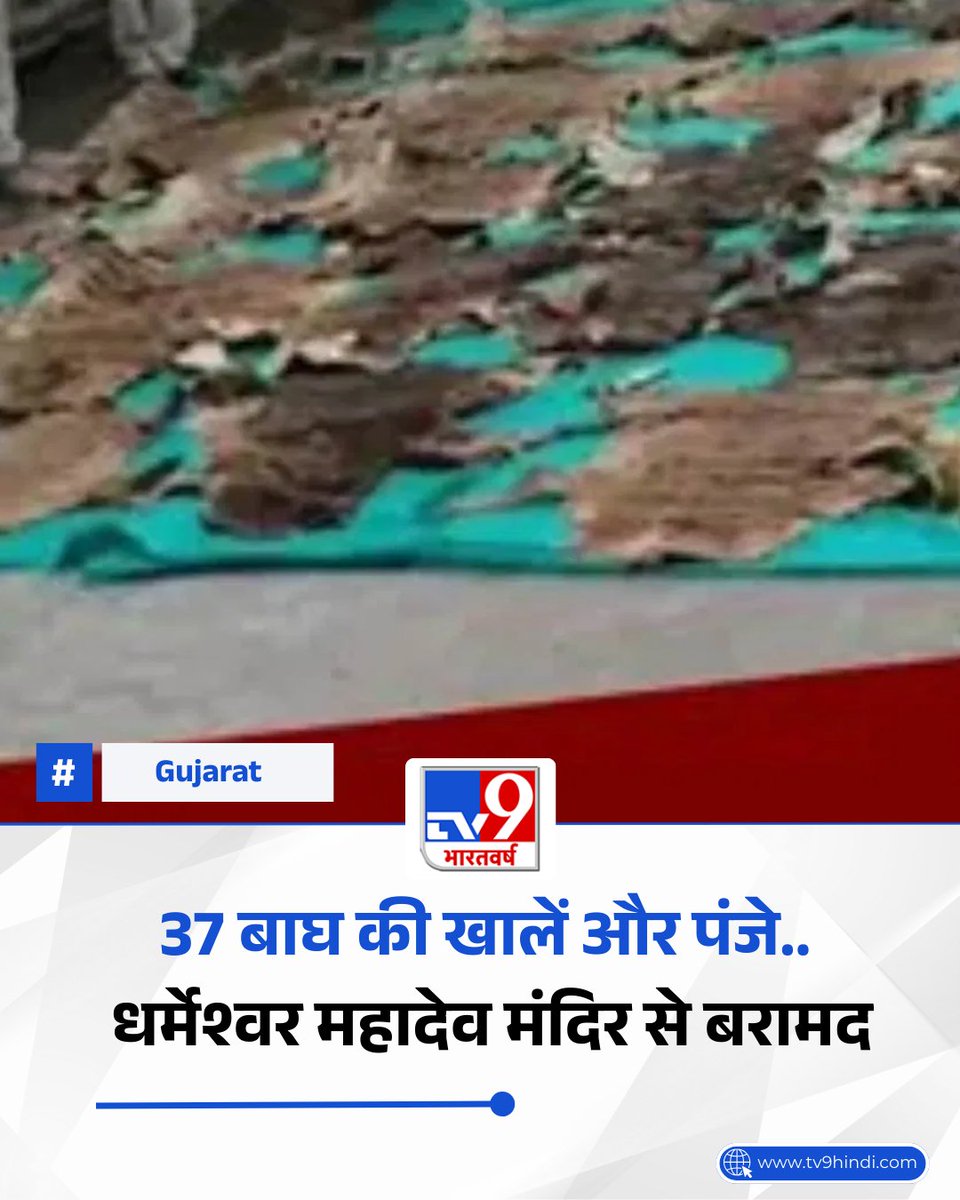 TV9Bharatvarsh's tweet image. 37 बाघ की खालें और पंजे… गुजरात की धर्मेश्वर महादेव मंदिर से बरामद, क्या हो रही थी तस्करी?

पूरी खबर: tv9hindi.com/state/gujarat/…

#Gujarat #Narmada #ShivTemple #TV9Card