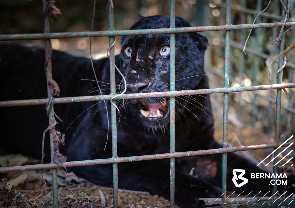 #Perak Seekor harimau kumbang jantan ditangkap dalam perangkap yang dipasang Jabatan Perlindungan Hidupan Liar dan Taman Negara (Perhilitan) Perak ketika tinjauan di Bukit Bangkong hari ini.

📸Zulfadhli Zulkarnain | BERNAMA 

#BernamaNews