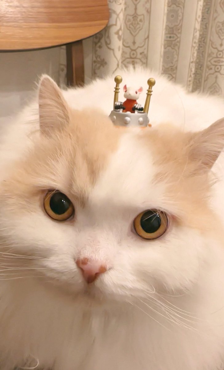 ぽてねのアポロとチロル兄さん (@Hachicotton) / Posts / X