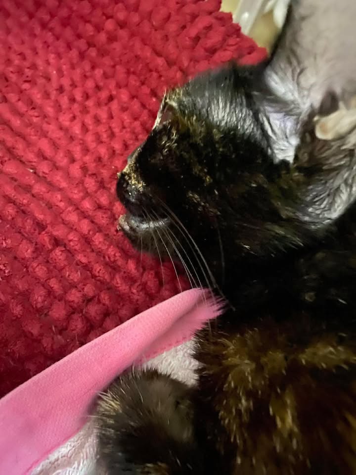 🏡 หาบ้านให้น้องแมว 🏡 (ฝากประกาศ)
ข้อมูลน้อง แมวจรพันธุ์ไทย สีเปรอะ อายุราว4-5เดือน เพศหญิง  
ยังไม่ได้ฉีดวัคซีนหรือทำหมัน  
พิกัด : mrtสุทธิสาร 
เบอร์ติดต่อ  เจ้าของเคส : 0942681501 
 เรื่องราว น้องเป็นแมวจรตรงถังขยะ โดนรุมกัดมาเป็นหวัดหนักมาก จมูกมีความผิดปกติ