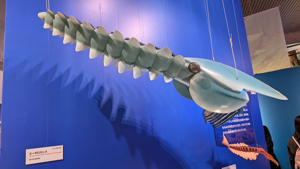 先日かなり無理やり時間を作って国立科学博物館の「大絶滅展」見てきました。混んでたけどめっちゃよかった。いきなり全世界で火山が爆発するとか隕石が衝突するとか海水が平均10℃上昇するとか、地球は、人類どころかすべての生物にまったく優しくないことがよくわかる展示でした。短期間で全生物種の