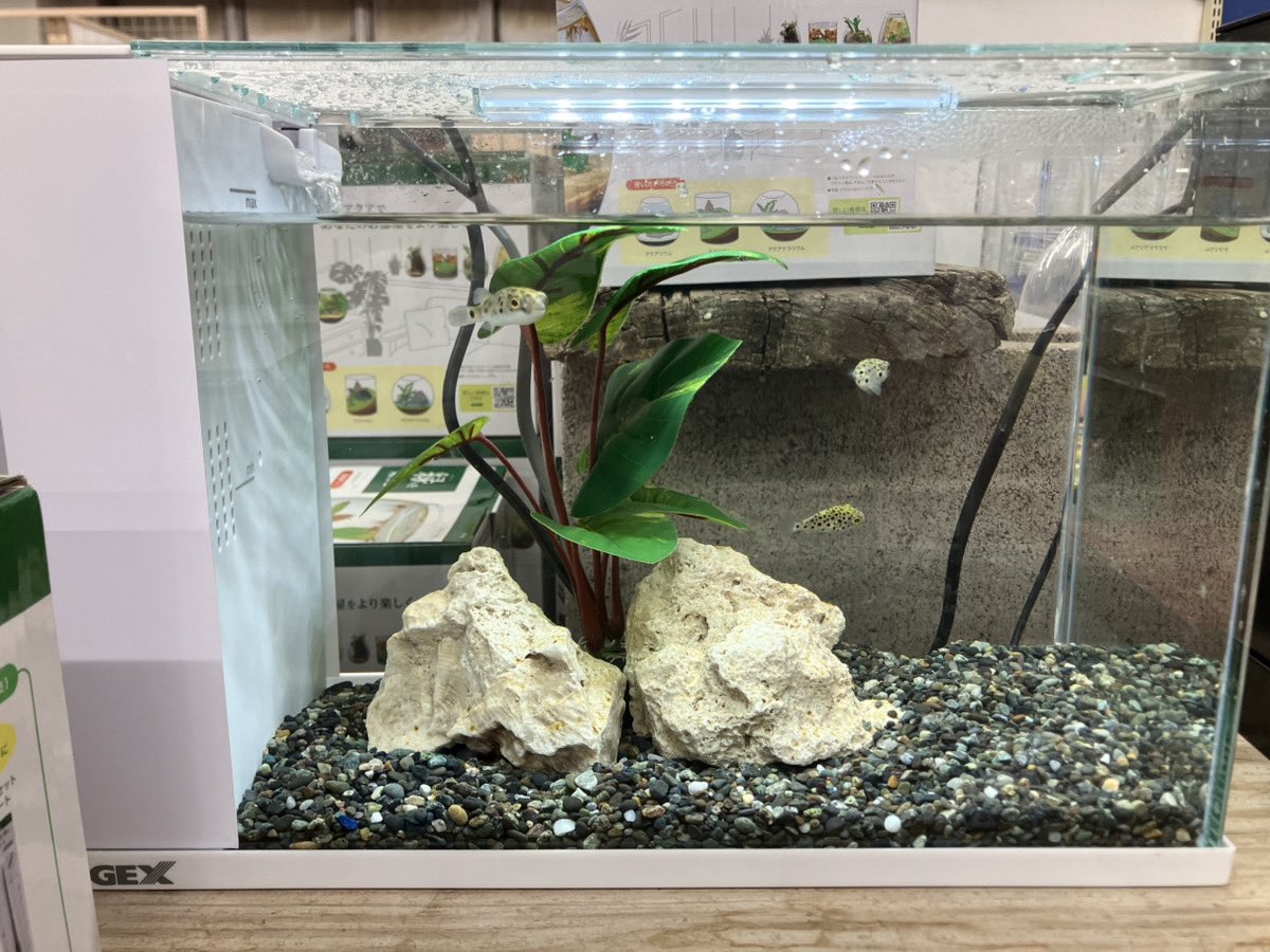 スタッフブログ】 アクア入荷ブログ！メダカや珍オトシンきました