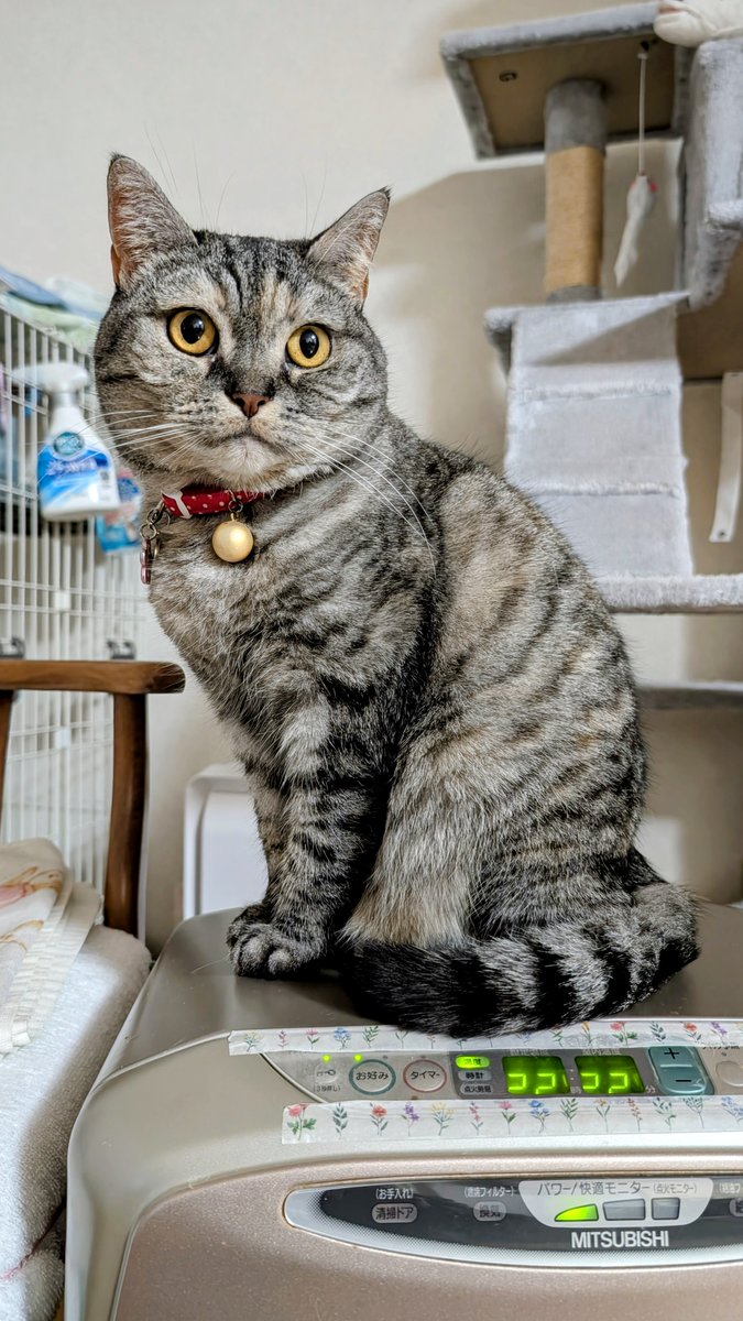 ねこさん⚡(ΦωΦ) (@catnap707) / Posts / X