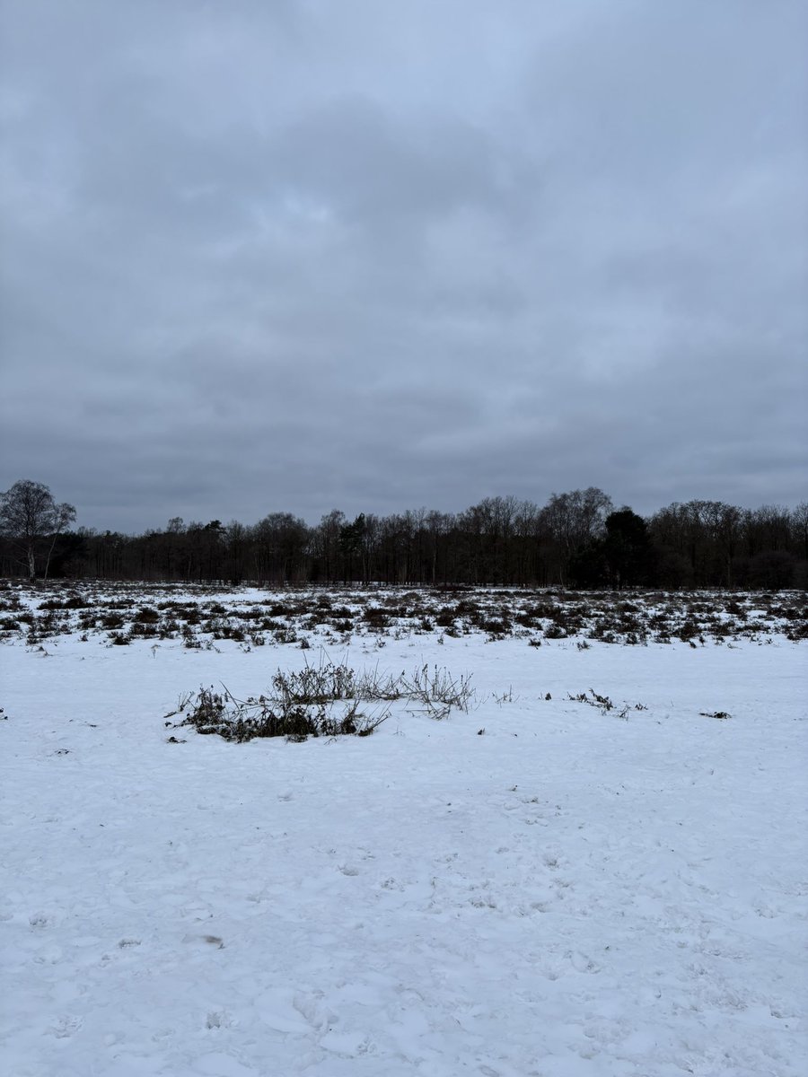 08.00 uur Zaterdagochtendrondje #GroevenbeekseHeide #Ermelo #pp