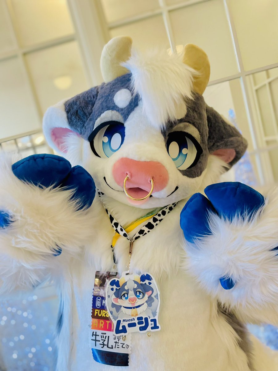 もちもちふわふわのムーシュくん！サイズ感が仔牛かも🥹🫶