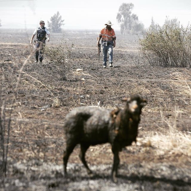 JakeBeer11's tweet image. Shame you wasted all the millions on the Aboriginal treaty. Had you given fire fighters what they need instead white Aboriginals tax payers money they could have saved property and livestock. You failed big time.
You should resign Monday morning.