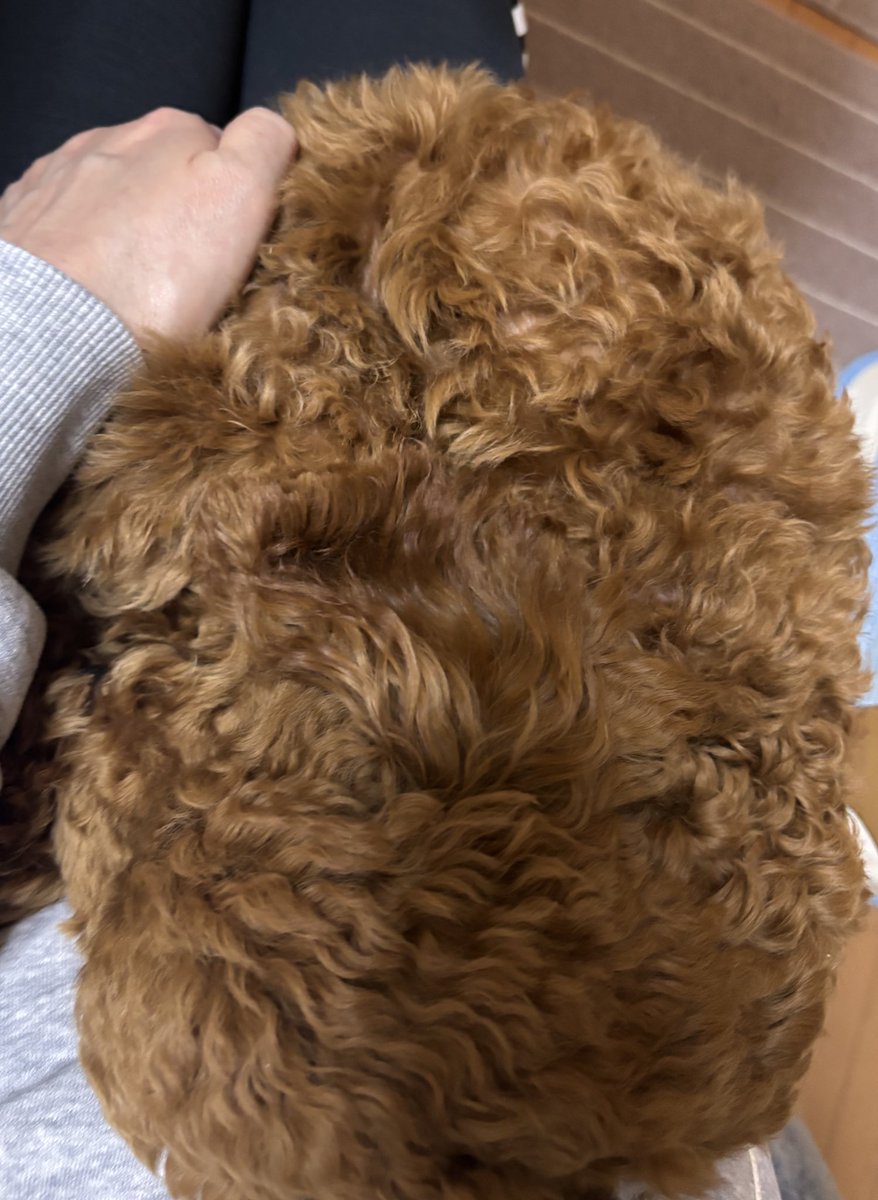 遊んで暴れた後の可愛さ🤭💕
今日もプティ🐶は元気いっぱいです❣️
➡️写真どっちが頭かわかるかな？😂