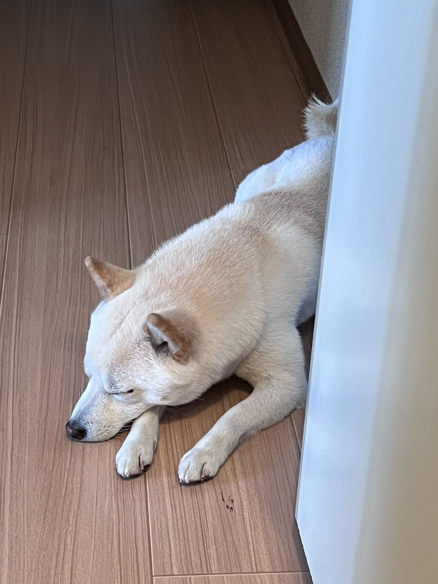 豆柴🐕エルとタケル (@niko71212202) / Posts / X