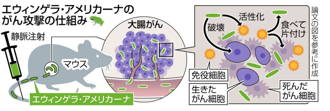 <a href="/Sankei_news/">産経ニュース</a> ニホンアマガエルの腸内細菌「エウィンゲラ・アメリカーナ」ががんを攻撃する仕組みはこちらの図が分かりやすいです。 >がんを死滅させる細菌、アマガエルから発見　注射１回で腸の腫瘍完治　特効薬となる可能性