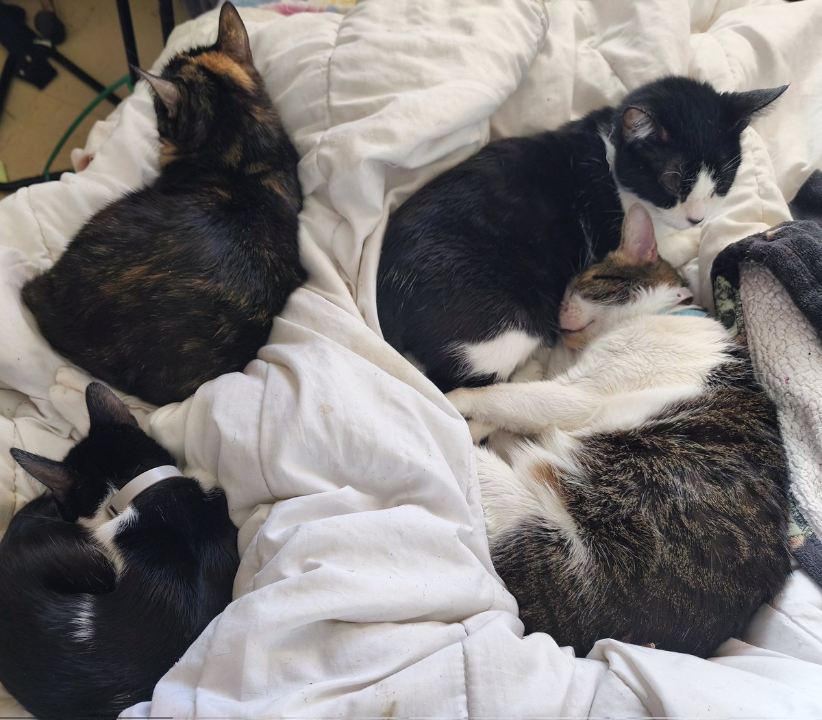 phpeya's tweet image. Así amanezco cada mañana bien acompañada 😝❤️😽😺😾😺
#cats mis peques