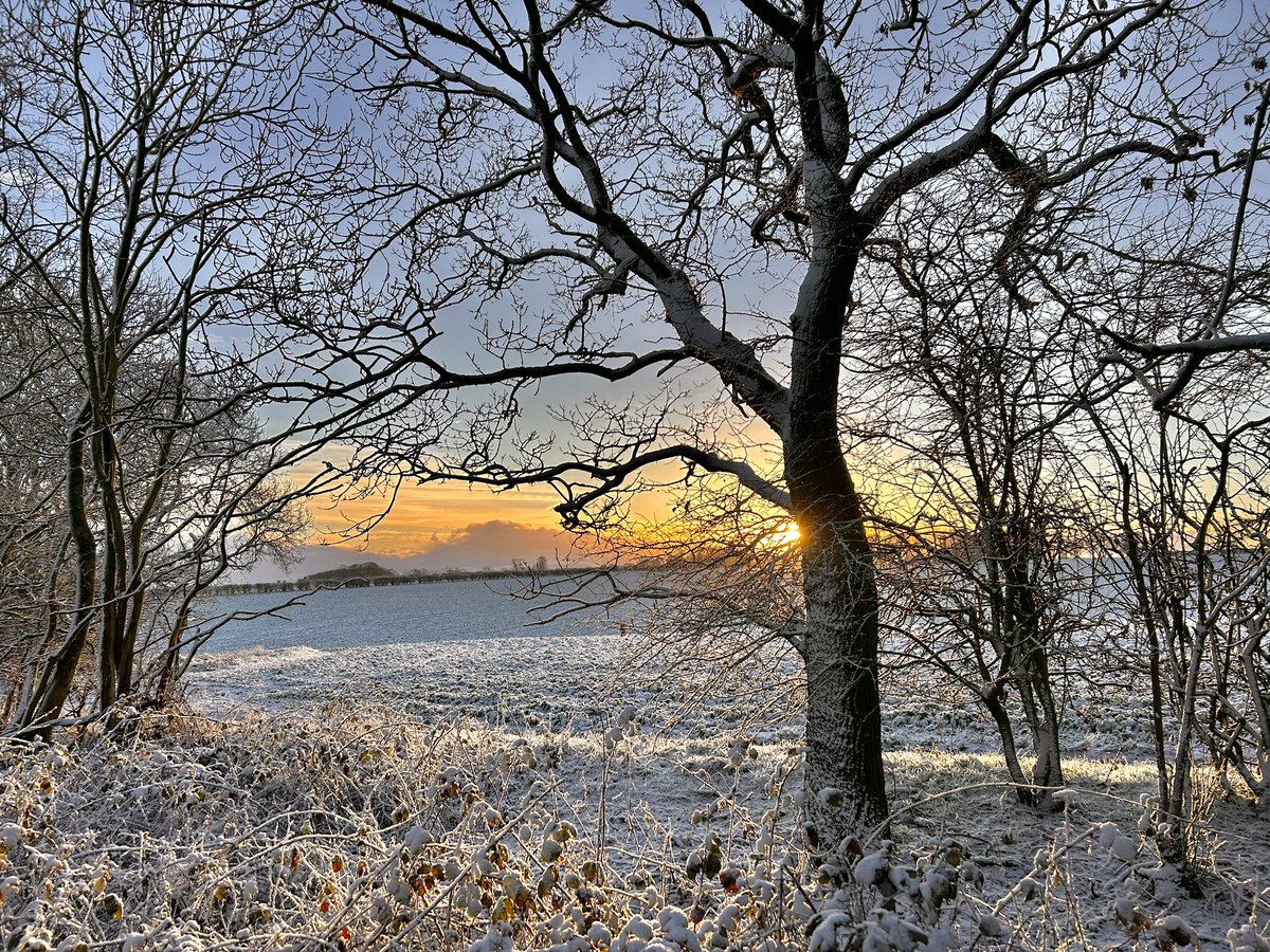 WeatherWolds's tweet photo. Into The Woods. -1°C just after dawn. Pheasants. https://t.co/etkGtffte9