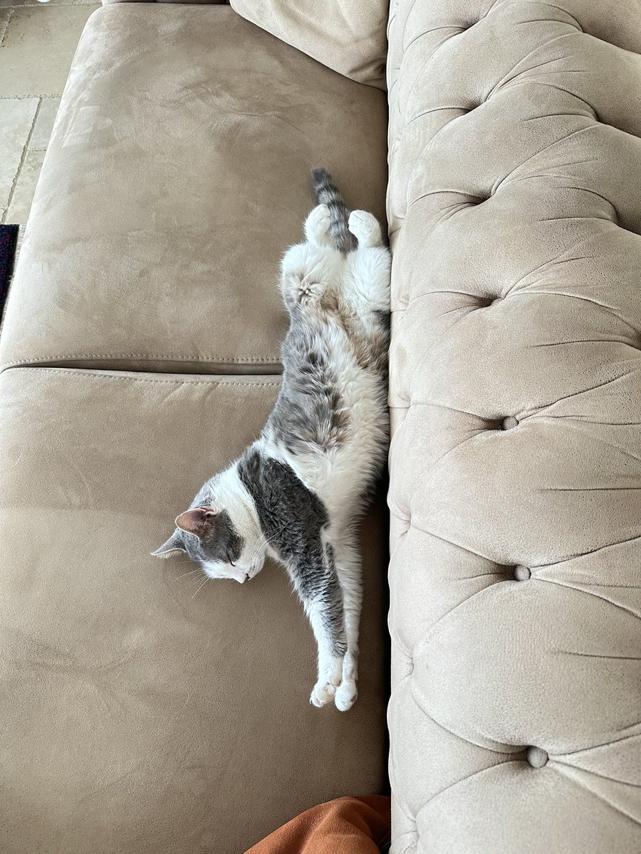 İyi haftasonları🌻💕
Dinleniyos biz😻
#SokakHayvanlarıSahipsizDeğil