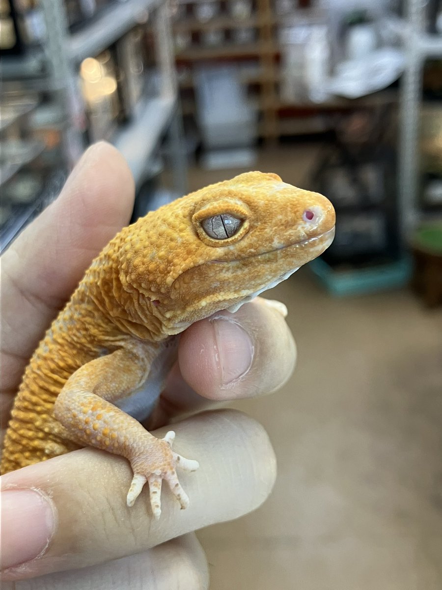 特価レオパ紹介‼️ スーパーハイポタンジェリンベル なんと言っても