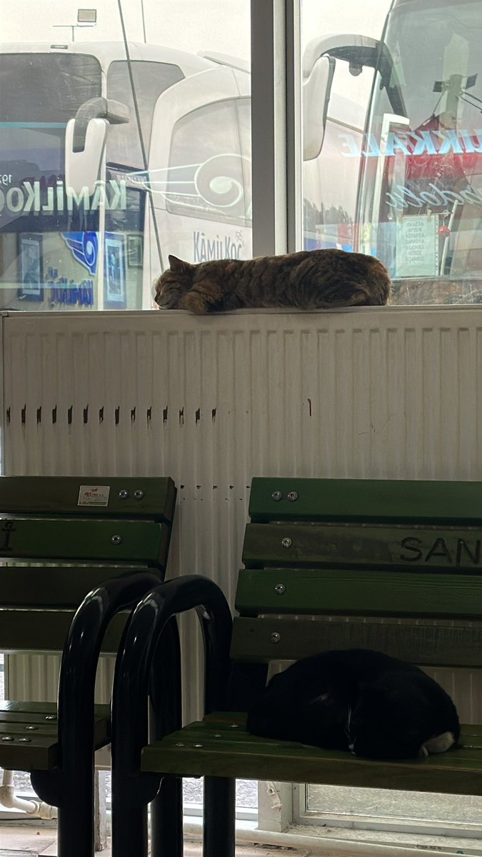 bu soğuklarda şu şekil peteğe yatasım geliyor 🤧