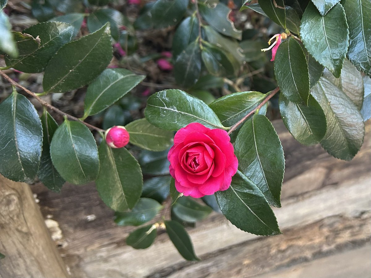 _ynk's tweet image. 今日は井の頭公園で カワウ、カルガモ、オオバン、カワラバト、カワラヒワ、ヒヨドリ、コゲラ、ハシボソガラス、カイツブリ、ハシブトガラス、キンクロハジロ、キジバド などを見た