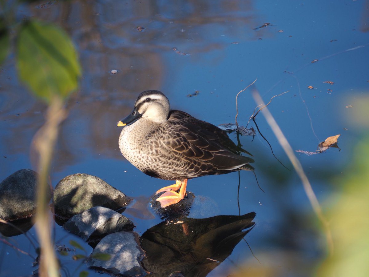 _ynk's tweet image. 今日は井の頭公園で カワウ、カルガモ、オオバン、カワラバト、カワラヒワ、ヒヨドリ、コゲラ、ハシボソガラス、カイツブリ、ハシブトガラス、キンクロハジロ、キジバド などを見た
