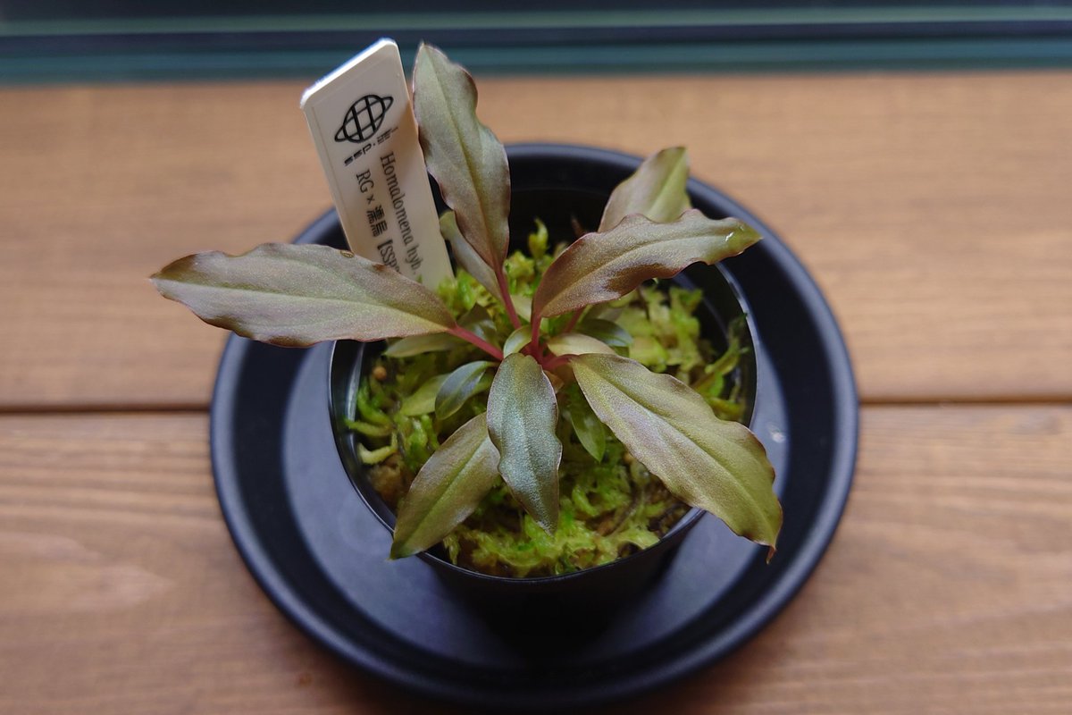 亜種 (@ash06_plants) / Posts / X