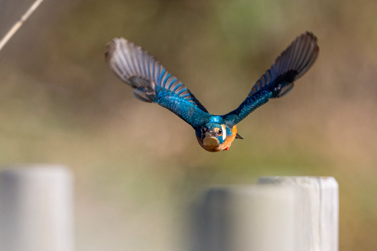 カワセミのツッコミなかなか撮れないシチュエーションだと感じました🥹
Nikon Z9 + Z 600mm f4 TC VR S