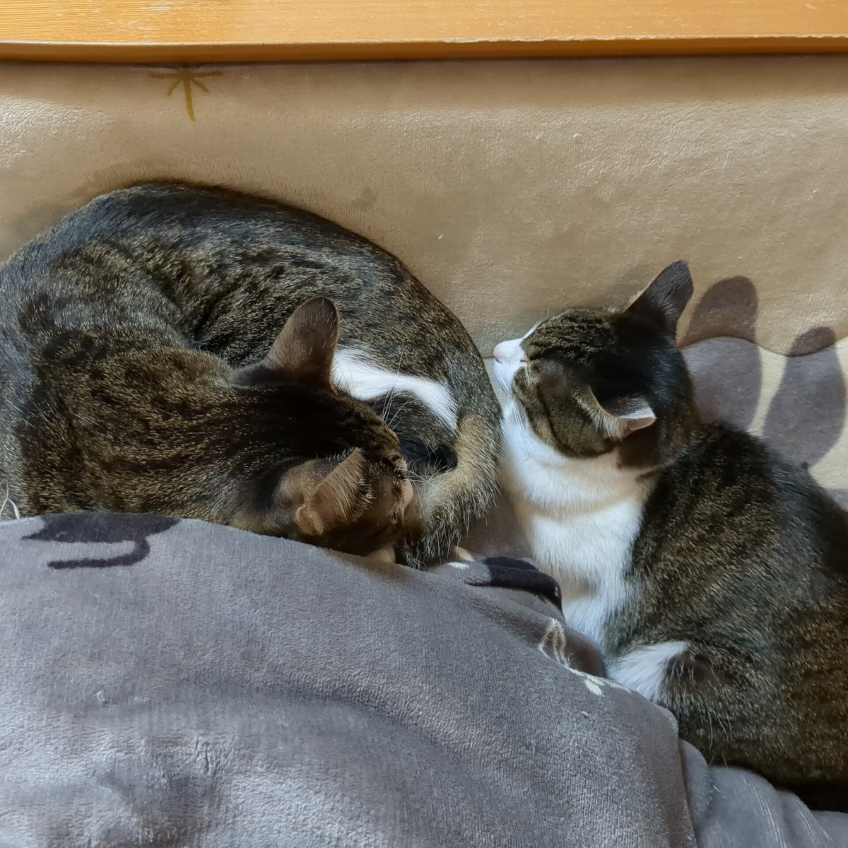 猫が好き お膝にゃんこのヤマちゃんと引っ付きワカちゃん😺🍊😺 #猫好きさんと