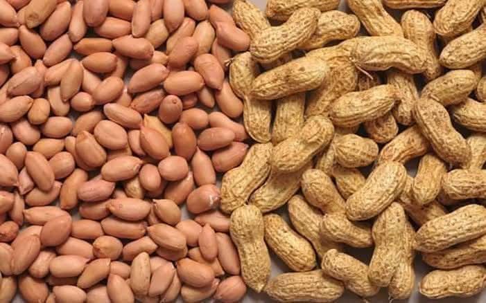 Nig_Farmer's tweet photo. How much do you know about Ground nut?

Is it just something you munch on or eat in passing?

These Groundnut facts will blow your mind.

Groundnuts break almost every plant rule: they flower in the open, hide their fruits in the soil, and quietly feed millions across the globe. 

Behind this small, crunchy snack is a story of strange science, survival, and surprising strength.

Interesting facts about groundnuts:-

• Groundnuts, also called peanuts, are not true nuts at all they are legumes related to beans and peas, yet they grow their pods underground like hidden treasure.

• After pollination, the peanut flower produces a special stalk called a peg that bends downward and pushes the developing seed into the soil, making groundnuts one of the very few plants that bury their own fruits.

• A single peanut plant can produce dozens of pods, each containing 2–4 seeds, all formed completely out of sight beneath the soil.

• Groundnuts are nutritional powerhouses, packed with protein, healthy fats, vitamins, and minerals, small in size but extremely energy-dense.

• Roasting peanuts doesn’t just improve flavor; it actually increases certain antioxidant levels, making them even more beneficial. So you see roasted Groundnut is better than cooked Groundnut 

• Some peanut varieties grow over 30 inches tall above ground, while their real harvest develops secretly below, proving that the most important work happens unseen.

• Groundnuts have helped prevent famine in several regions of the world because they store well, grow quickly, and provide high energy in small portions.

• Peanuts contain resveratrol, the same antioxidant found in red wine linked to heart health and anti-aging https://t.co/TBFs27mLc3 if your mind too dey cut, eat Groundnut 😁

• Groundnuts are one of the most versatile crops on Earth, used to make oil, butter, snacks, sauces, soups, and even beverages. Groundnut = GbogboNise

• The peanut is scientifically classified as a geocarpic plant, meaning its fruit develops underground an evolutionary strategy used by very few plants.

• Peanut oil has a high smoke point, making it excellent for frying without breaking down easily, which is why it is widely used in cooking and food industries.

• Even after harvesting, groundnuts remain useful their shells are recycled as animal bedding, fuel, mulch, and soil conditioner.

• Groundnuts are incredibly efficient crops, producing massive yields from relatively small farmland and helping feed millions worldwide.

• Unlike many delicate crops, peanuts are tough survivors, thriving in hot climates and sandy soils where other plants struggle.

• Small, hidden, and often underestimated, groundnuts prove that some of the most powerful foods in the world grow quietly beneath the ground.

Nigeria is Africa's top Groundnut producer and top 5 in the world with close to 5m metric tons annual production. 

It's not a myth that Groundnut Pyramid exists in Northern Nigeria and we once ruled the world of Groundnut.

Retweet and Share with your followers

Happy weekend to you
Lanre NaijaFarmer
