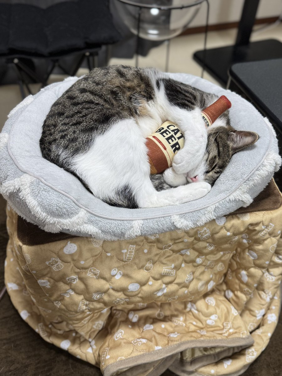 ぎんのねこ (@ginnonekoch) / Posts / X