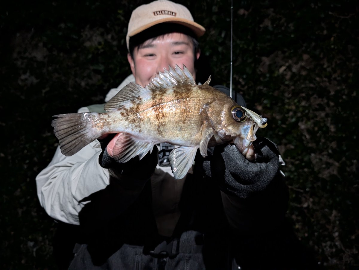 Bad0708M's tweet image. ジグ単メバルシーズンイン！

しっかりめにダウンで流したボトム付近でコンッ！てアタリがたまらん。　　

ジグ単の釣りはハーミージャーミー2ndがレングス含めて場所問わずやりやすい👍️

#ライトゲーム #メバリング