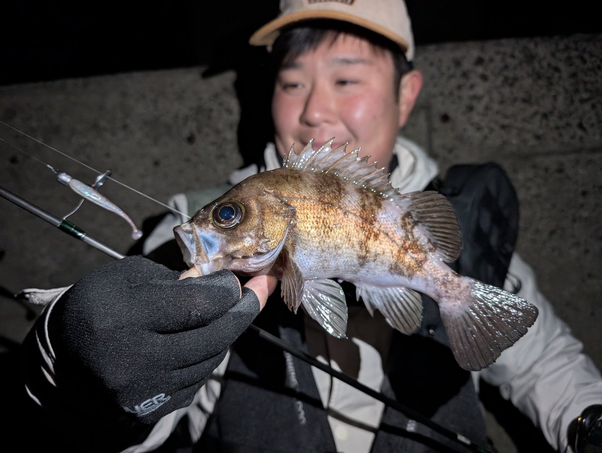 Bad0708M's tweet image. ジグ単メバルシーズンイン！

しっかりめにダウンで流したボトム付近でコンッ！てアタリがたまらん。　　

ジグ単の釣りはハーミージャーミー2ndがレングス含めて場所問わずやりやすい👍️

#ライトゲーム #メバリング