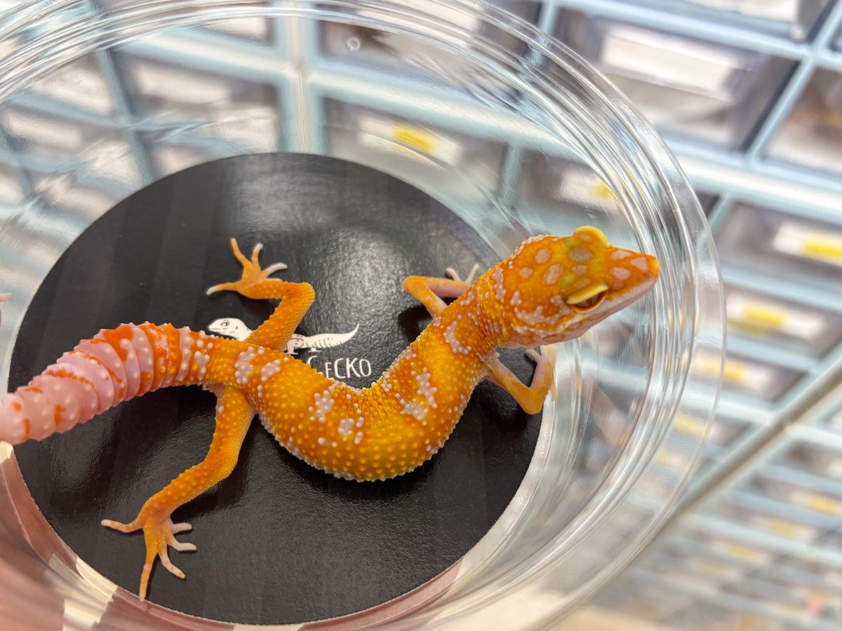 Blizzard Gecko🦎3/8BO tweet media