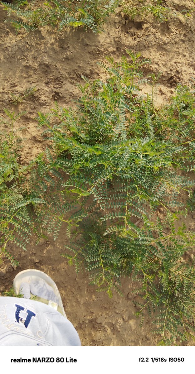 इंद्रदेवता कद बरसो हो चना पानी मांग 🌧️