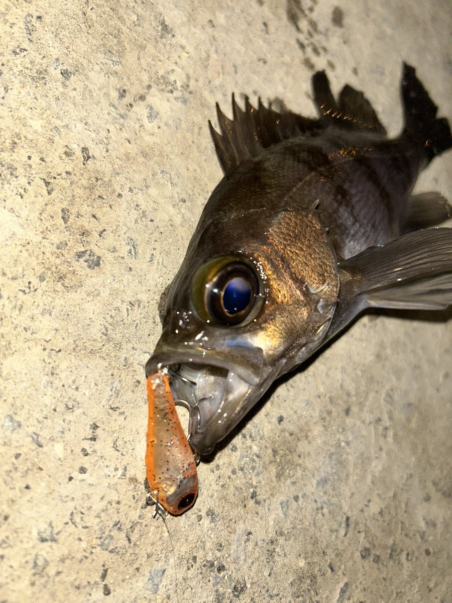 ori310Seabass's tweet photo. 2026年imaミッション🎣が幕開け。週末の寒波前に近所の常夜灯周りへ様子見釣行。魚数は少なく巻きやストップ&amp;ゴーでは反応せずバイトレンジは深そう… アップからのMiniel35ナトリウムオレンジ🍊のダートがハマった🎣メバルからのセイゴ祭り😃
#imaミッション
#アムズデザイン
#Miniel35
#広島 https://t.co/4eFDgP4YQ7