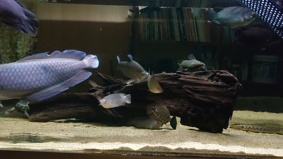 salvinii88's tweet photo. ナイルアロワナのヒレは時々オカバンゴ♀(大)に噛まれます🐢🐟️
#Heterotis https://t.co/VCFVzJzVEB