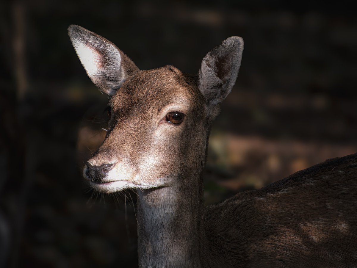 "Nieszczęśliwi, samotni i zagubieni ludzie, którzy nie potrafili ułożyć swojego życia nigdy nie będą akceptować myśliwych, polowania i łowiectwa - tak pisze o nas WildMen.
I dalej: "Nasi przeciwnicy widząc roześmiane i szczęśliwe twarze myśliwych, którzy rozpoczęli kolejny sezon
