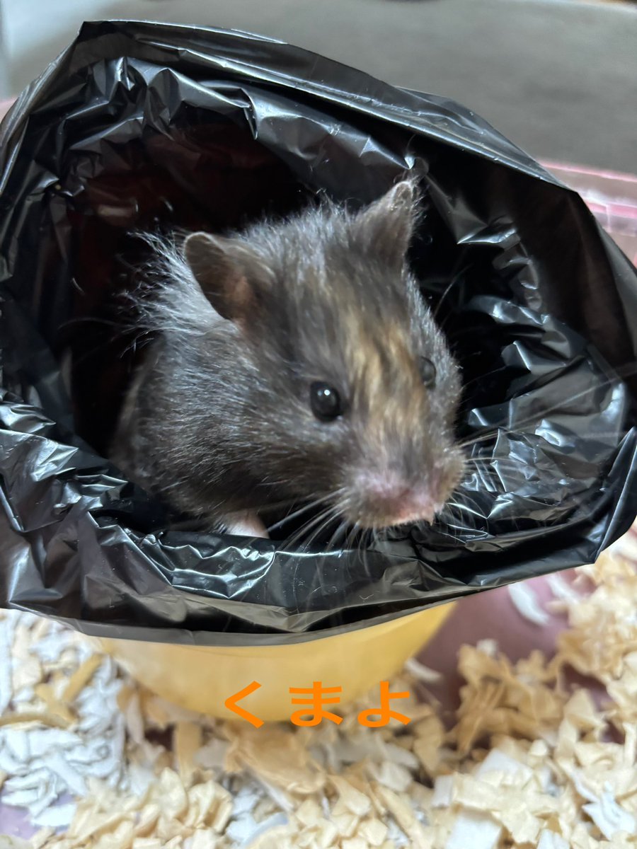 きみちゃん tweet media