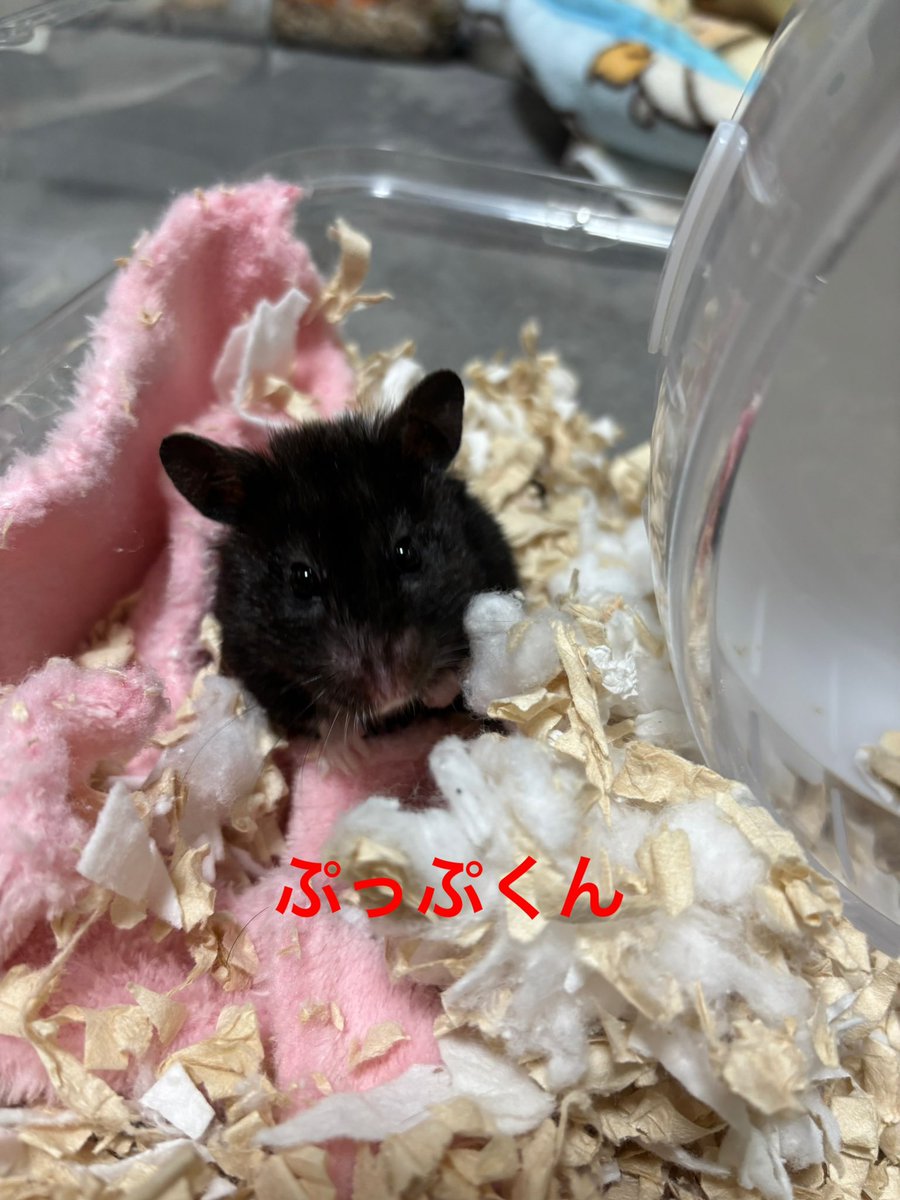 きみちゃん tweet media