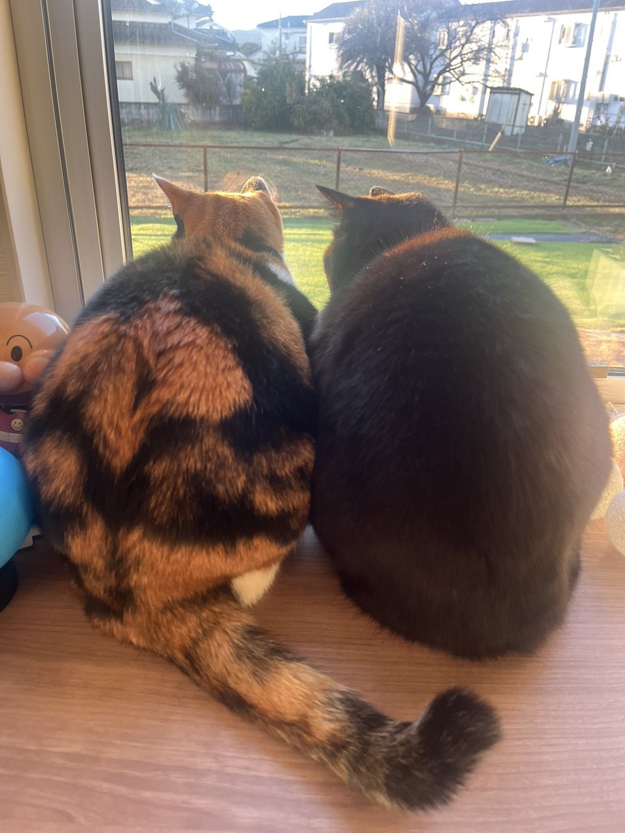 noyumoa's tweet photo. もふもふ
 #ねこ #猫のいる暮らし https://t.co/diFDA5SKvt