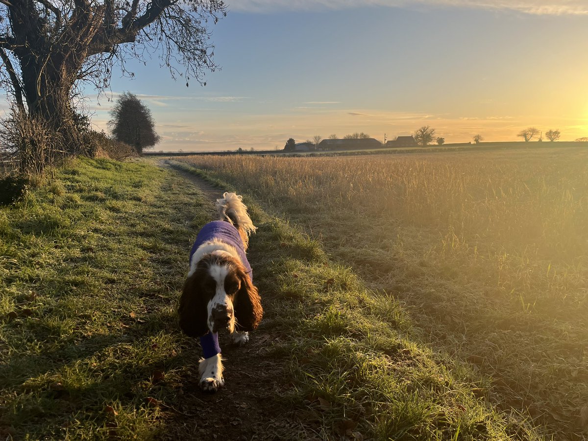 AdsDogCharlie's tweet image. Morning Pals Happy Saturday. Been for my bimble with D, we waited until it was light. Beautiful morning.

Bumped into Rua from the next village, haven’t seen her for about a year.

M thought she was better but nasty virus today so I’m telling her to rest &amp;amp; recover. 

How are you?