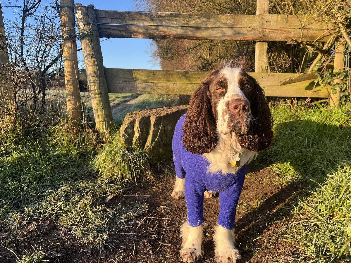 AdsDogCharlie's tweet image. Morning Pals Happy Saturday. Been for my bimble with D, we waited until it was light. Beautiful morning.

Bumped into Rua from the next village, haven’t seen her for about a year.

M thought she was better but nasty virus today so I’m telling her to rest &amp;amp; recover. 

How are you?