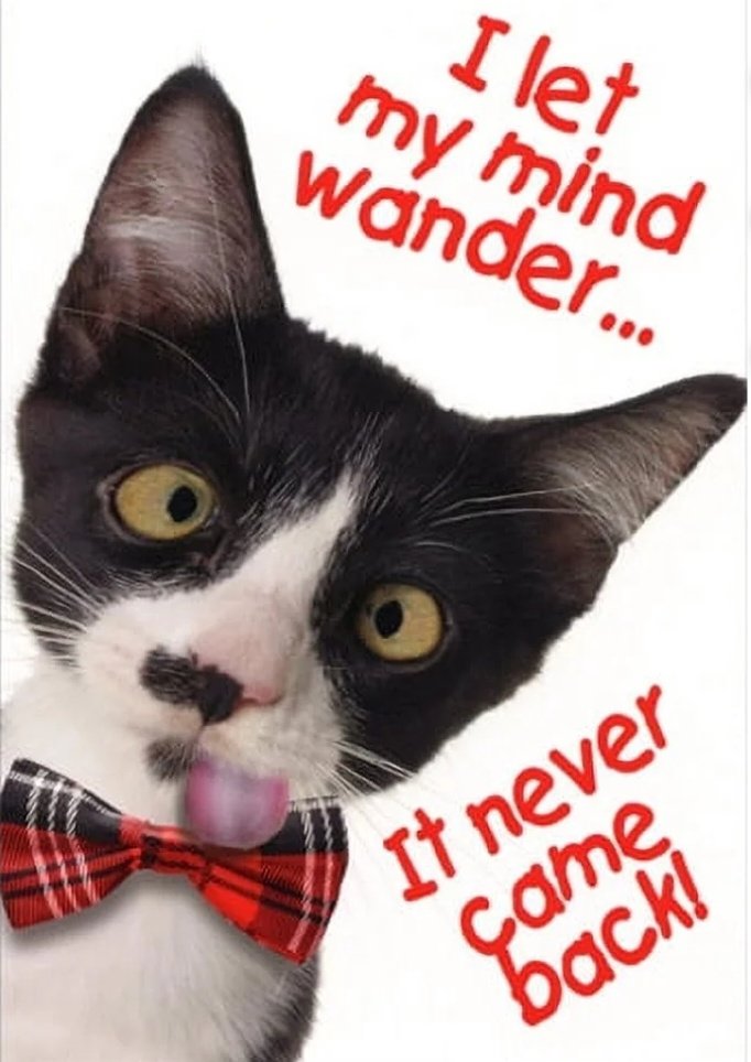 Laurie 🦝🪻🌷🌸🐈‍⬛🐈🌳🌿 tweet media