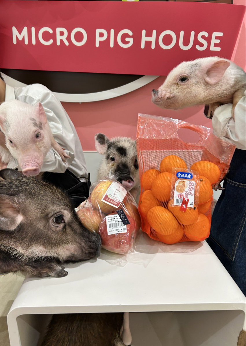 モラージュ菖蒲店】 お客様より、差し入れいただきました🍎🍊 ありが