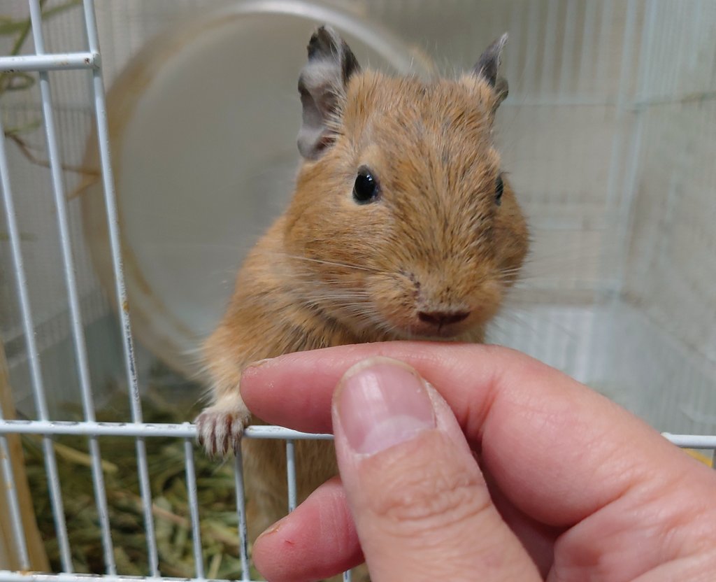 販売中の昨年5/1生まれのデグーくん。
カイカイできるいい子です。慣れてきてるので手放したくなくなってくるぞ……！
#デグー