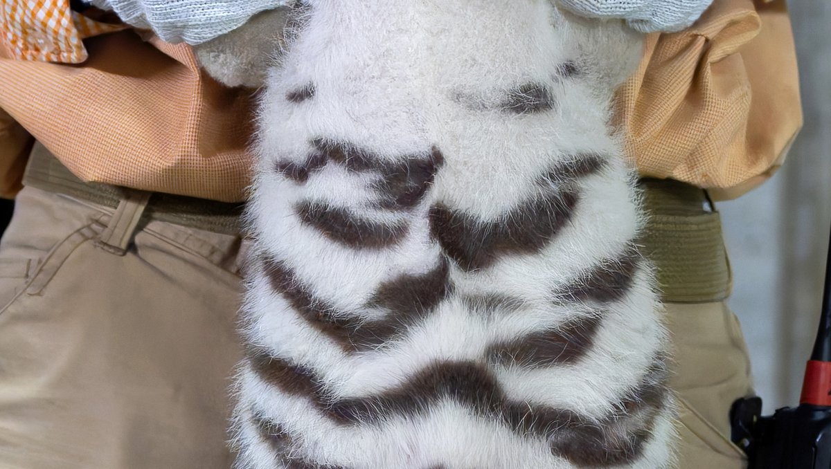 rikunow's tweet image. 投稿をタップすると画像が縦に並ぶと聞いて、秘蔵写真を公開