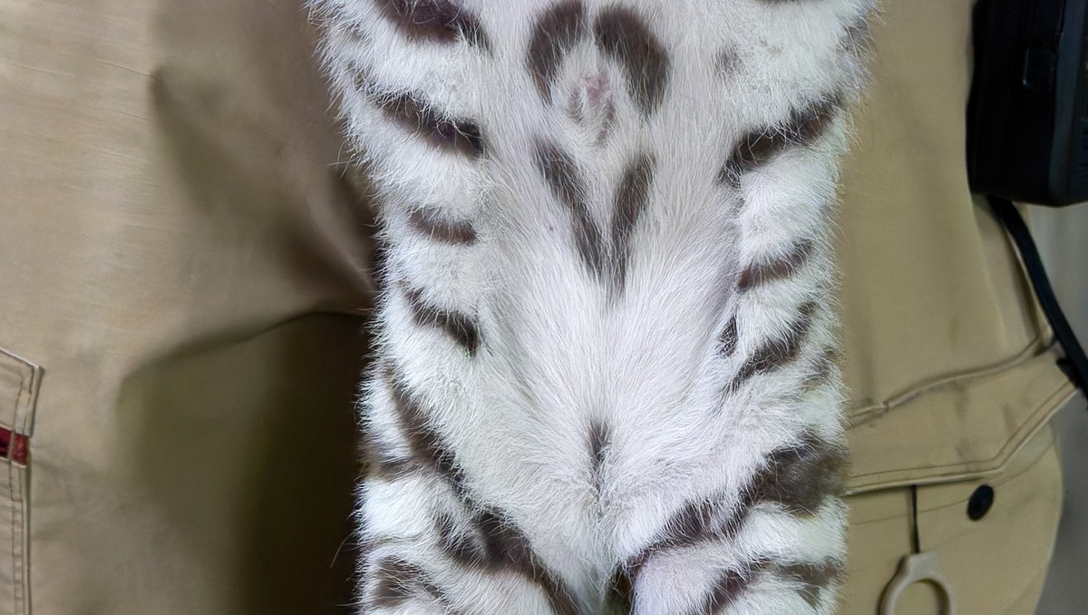 rikunow's tweet image. 投稿をタップすると画像が縦に並ぶと聞いて、秘蔵写真を公開