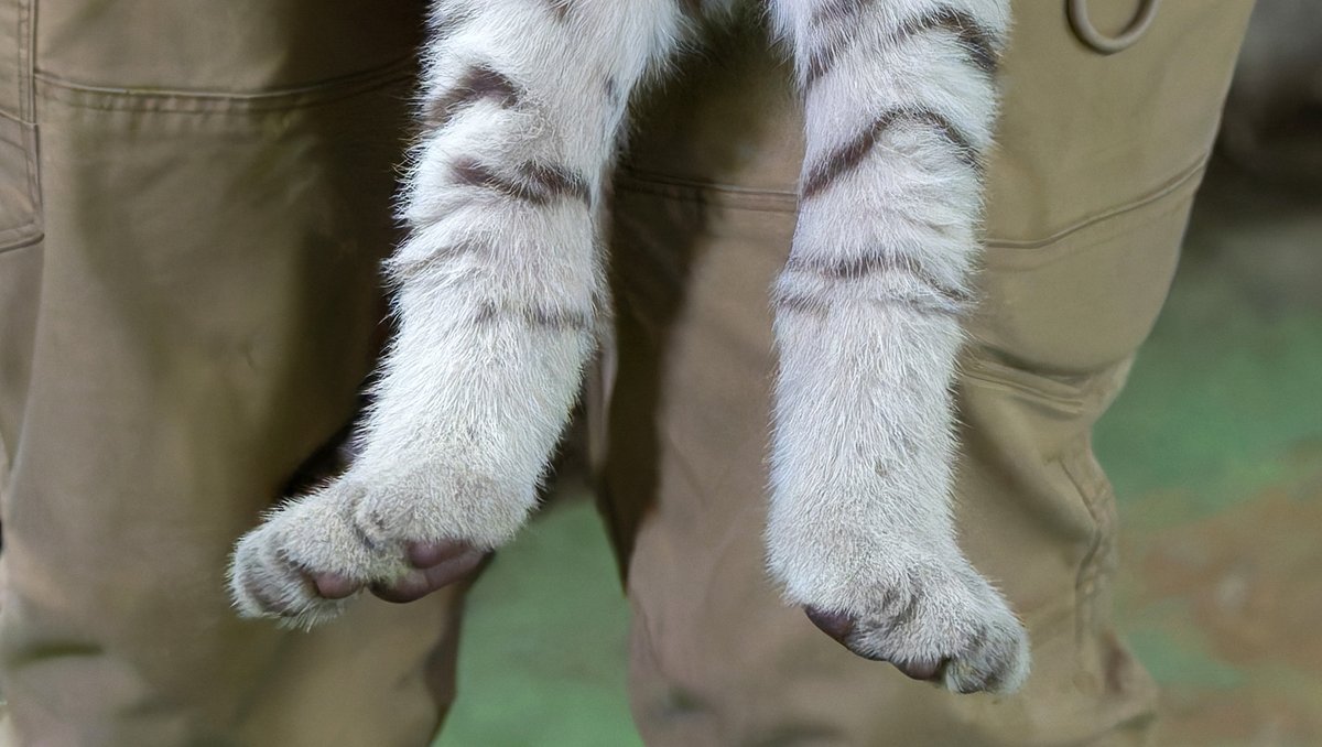 rikunow's tweet image. 投稿をタップすると画像が縦に並ぶと聞いて、秘蔵写真を公開