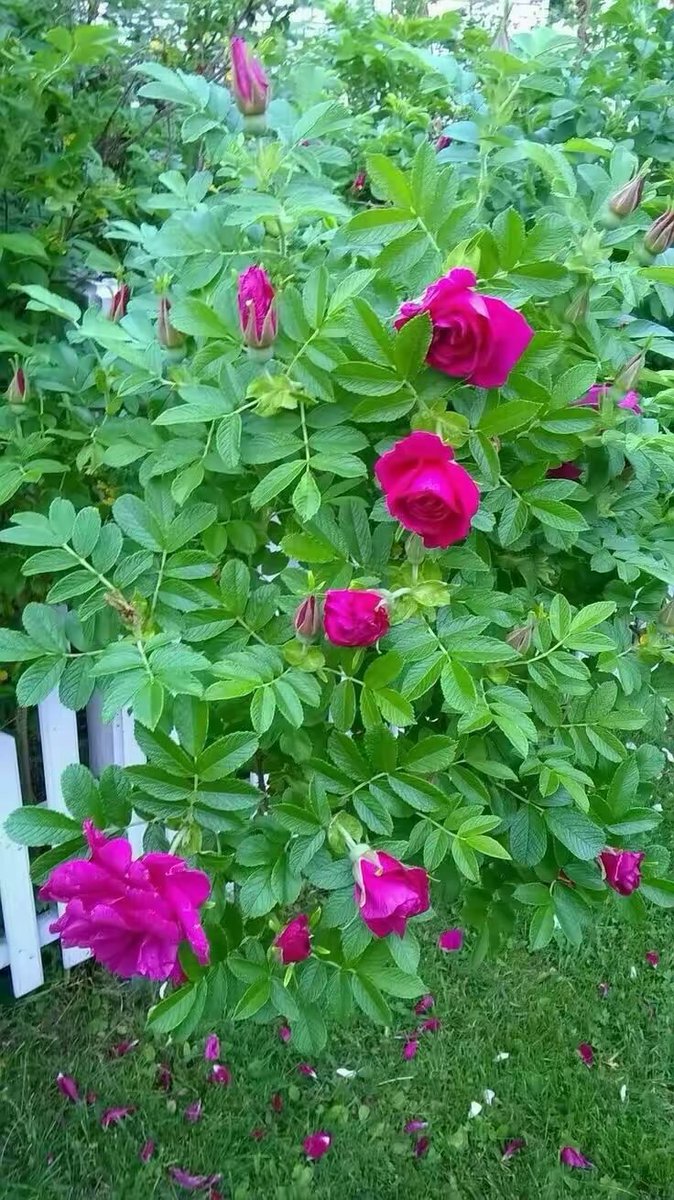 مغرده عابره tweet media