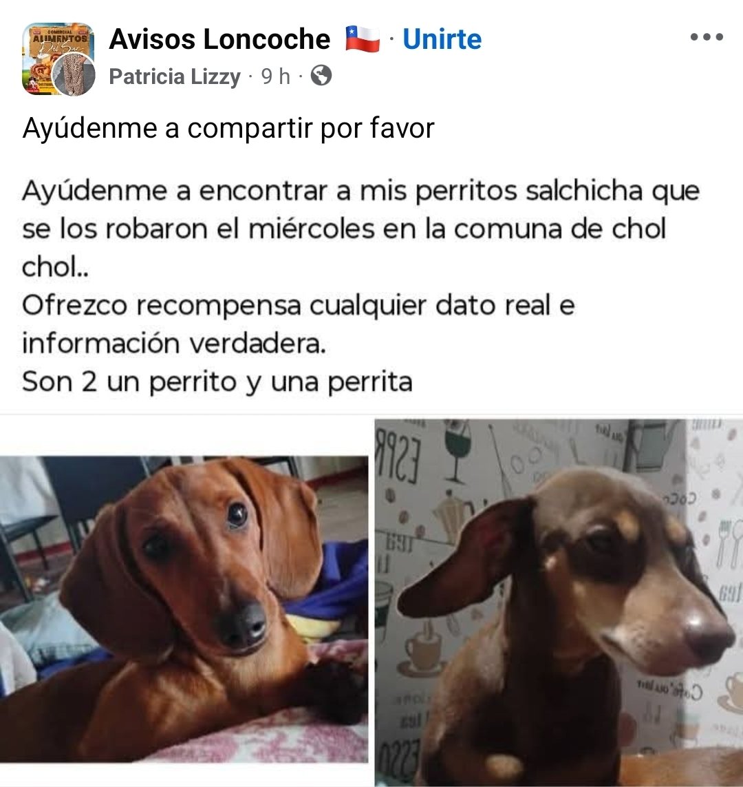 Salchichas_cl's tweet image. Atención #Cholchol buscan a estos perritos. Favor RT!